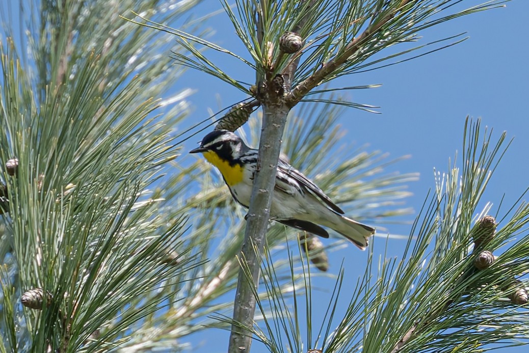 Yellow-throated Warbler - ML618078001