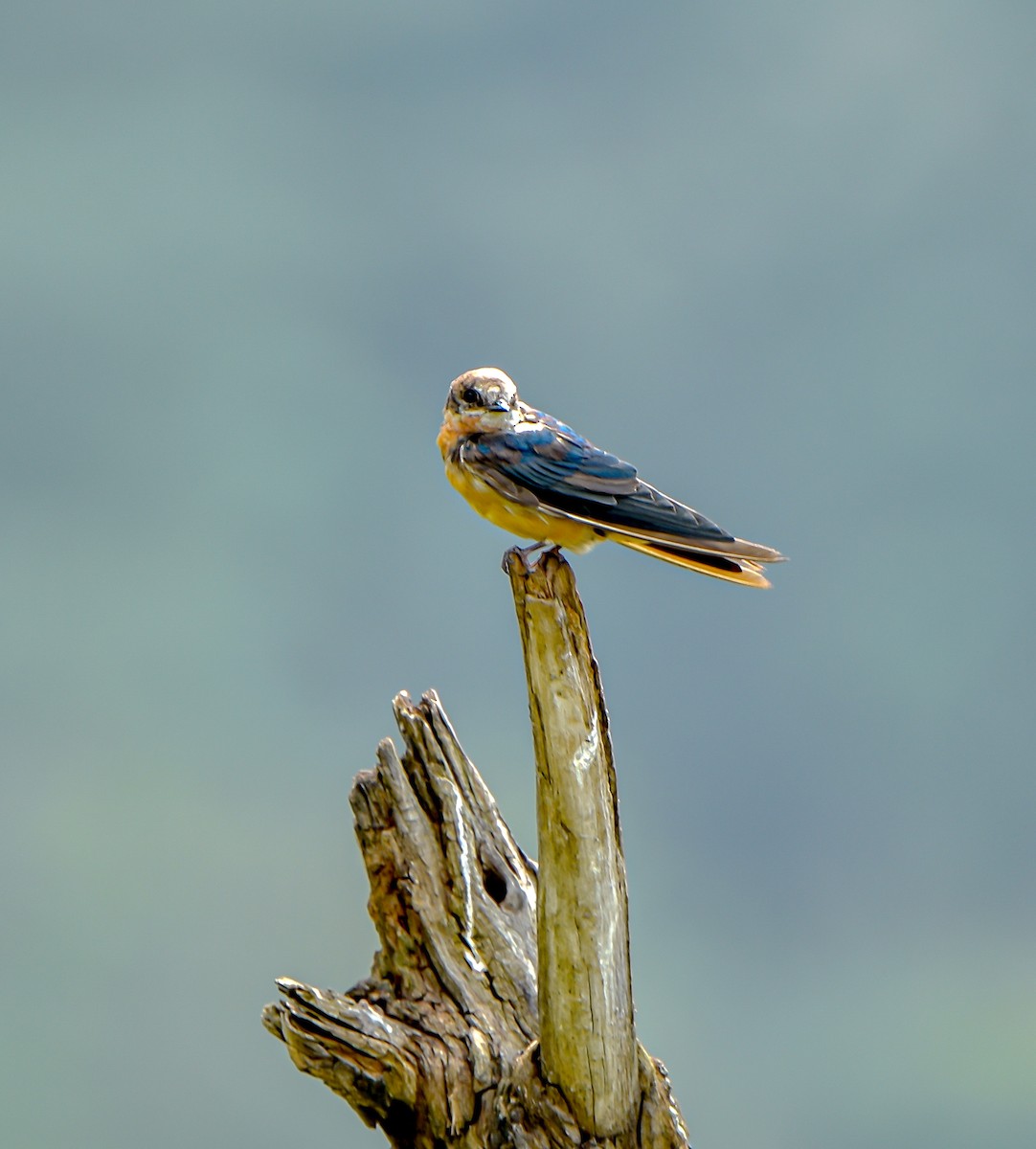 Barn Swallow - ML618078009