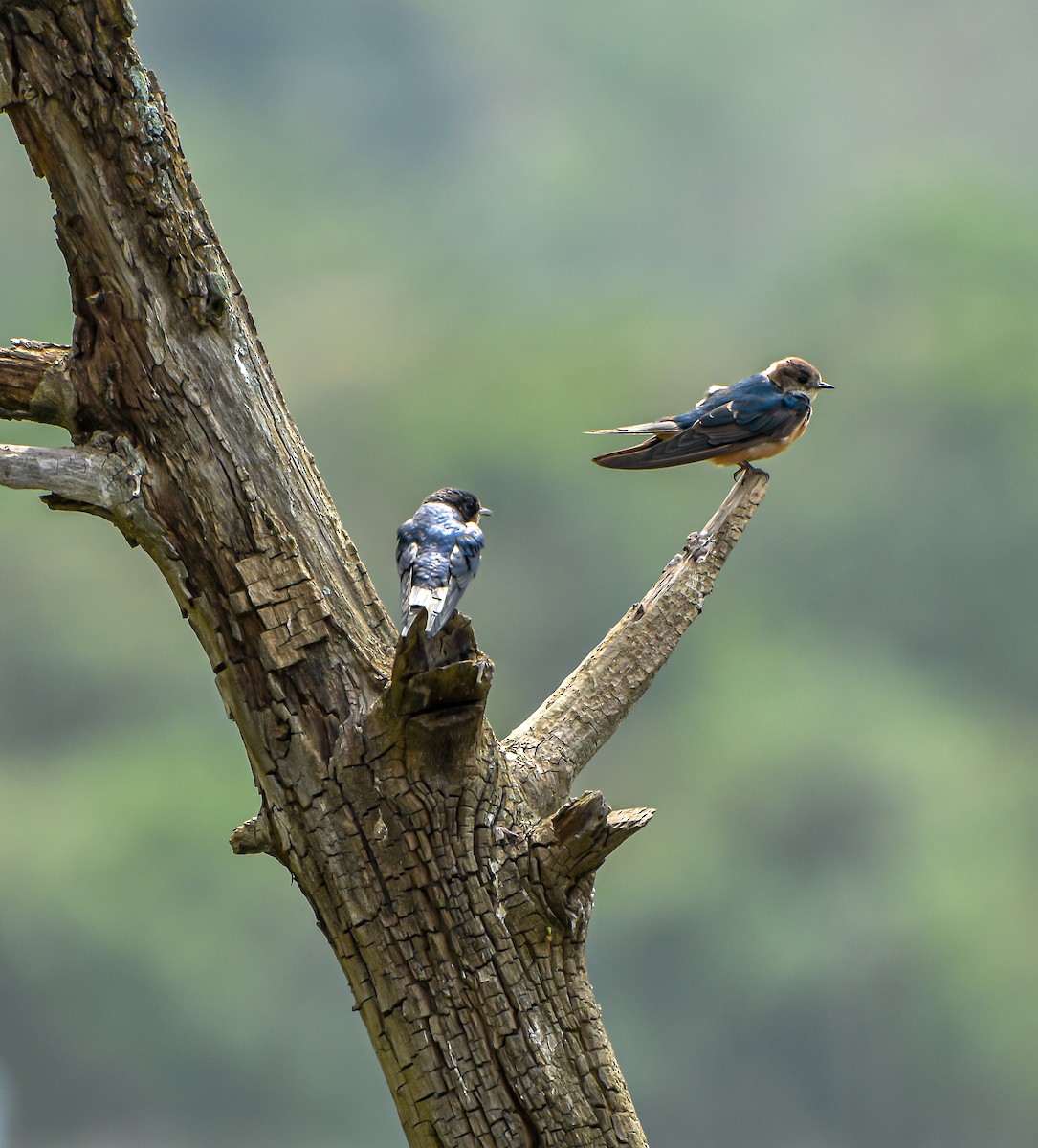 Barn Swallow - ML618078010