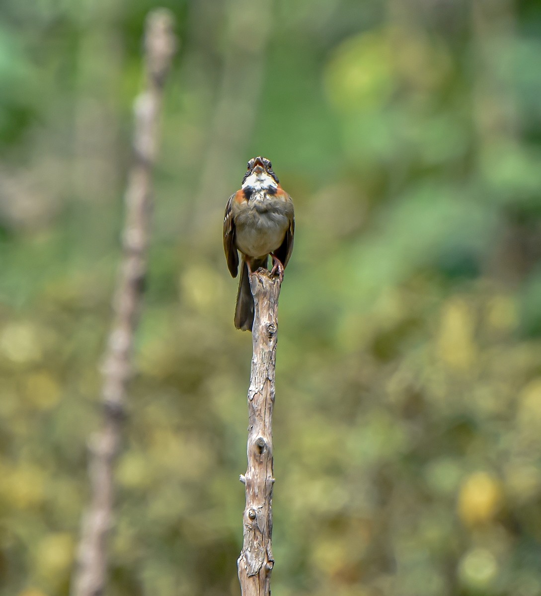 Rufous-collared Sparrow - ML618078028