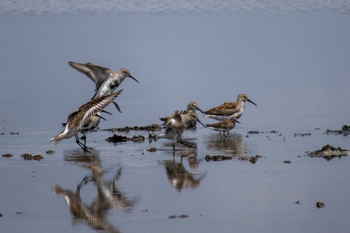 Dunlin - Jacob Hoyle