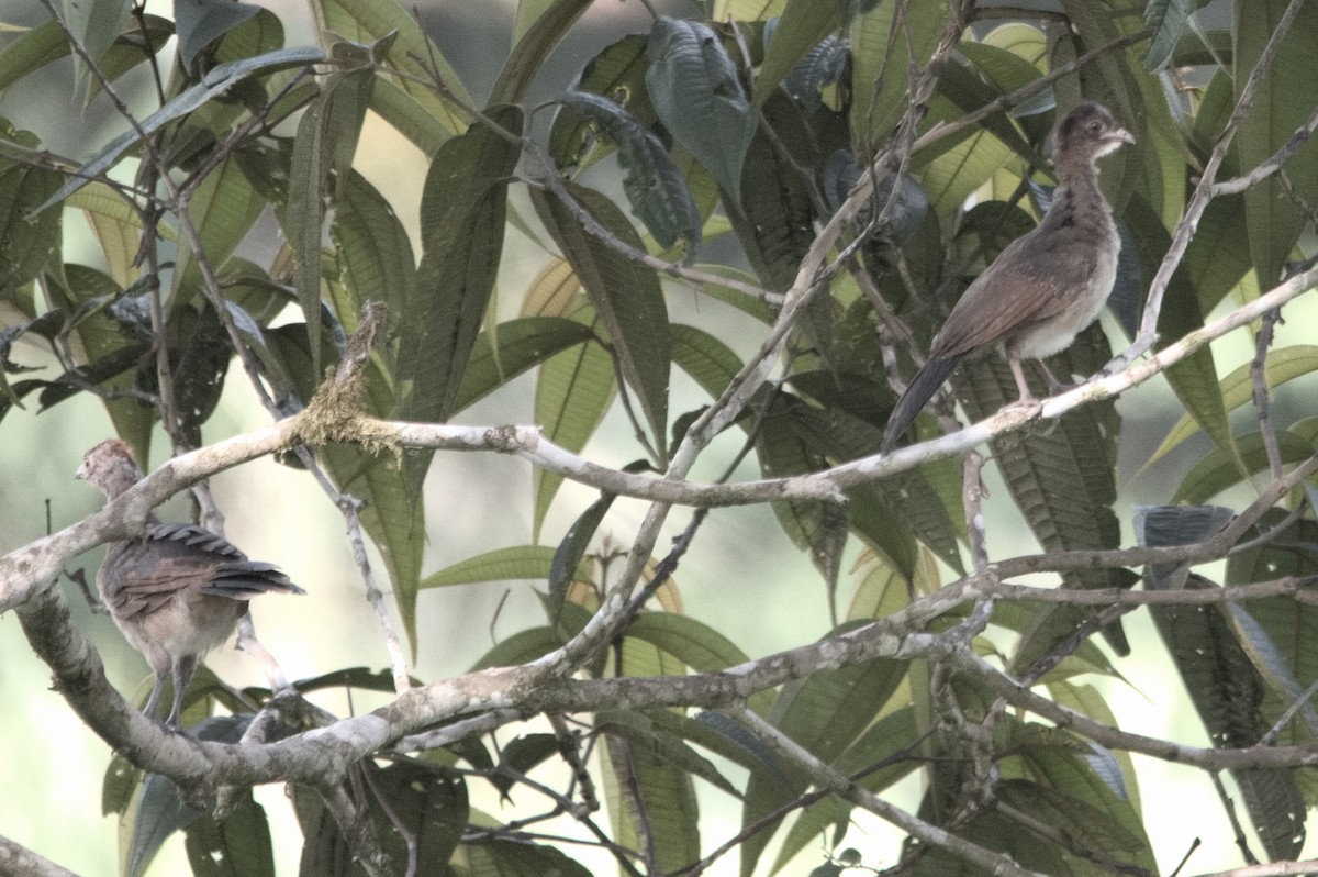 Chachalaca Cabecigrís - ML618078049