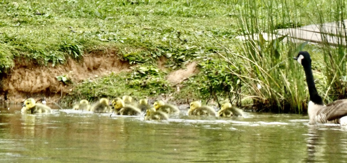 Canada Goose - Connee Chandler