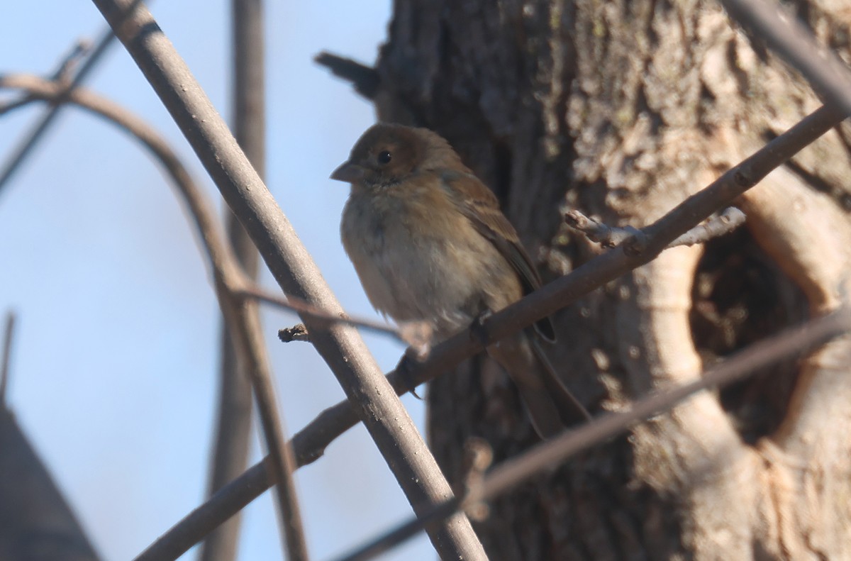 Indigo Bunting - Joshua Uffman