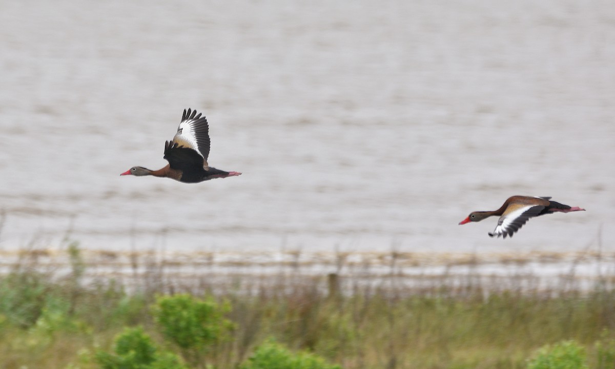 Black-bellied Whistling-Duck (fulgens) - Cyrus Allen