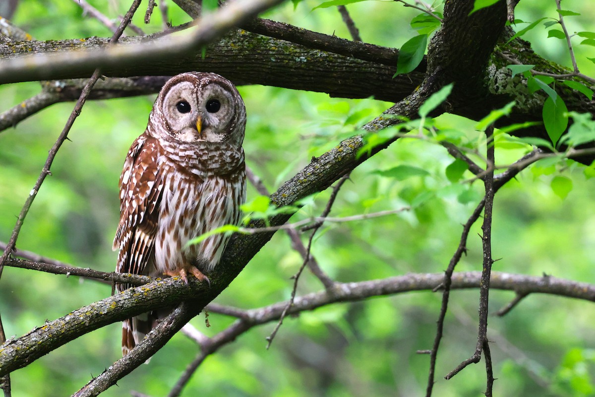 Barred Owl - ML618078122