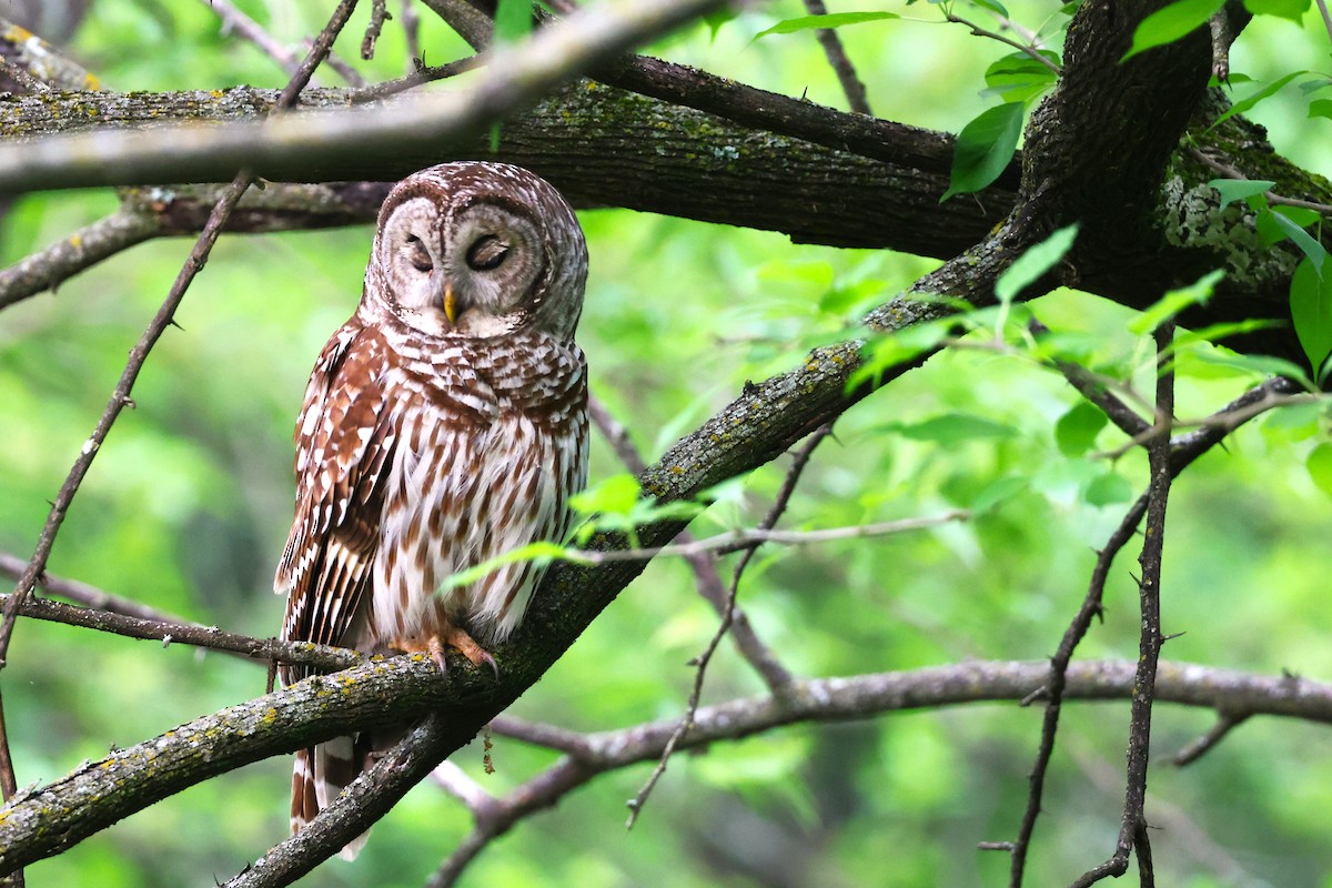 Barred Owl - ML618078123