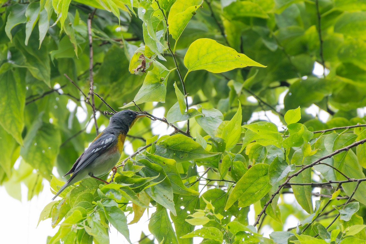 Northern Parula - John Martin