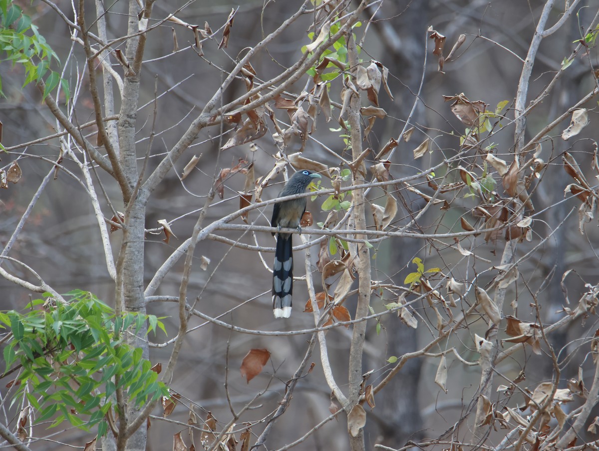 Blue-faced Malkoha - hari chary