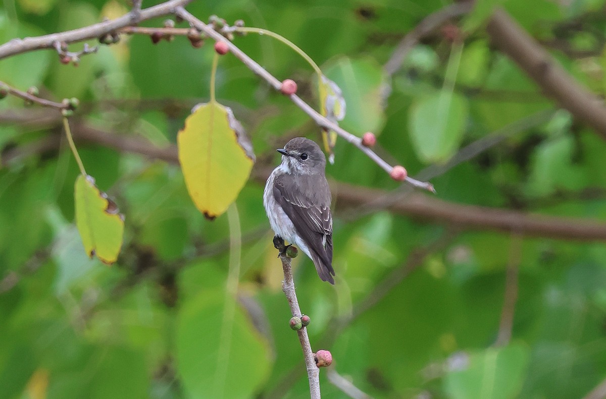 Gray-streaked Flycatcher - Krit Adirek