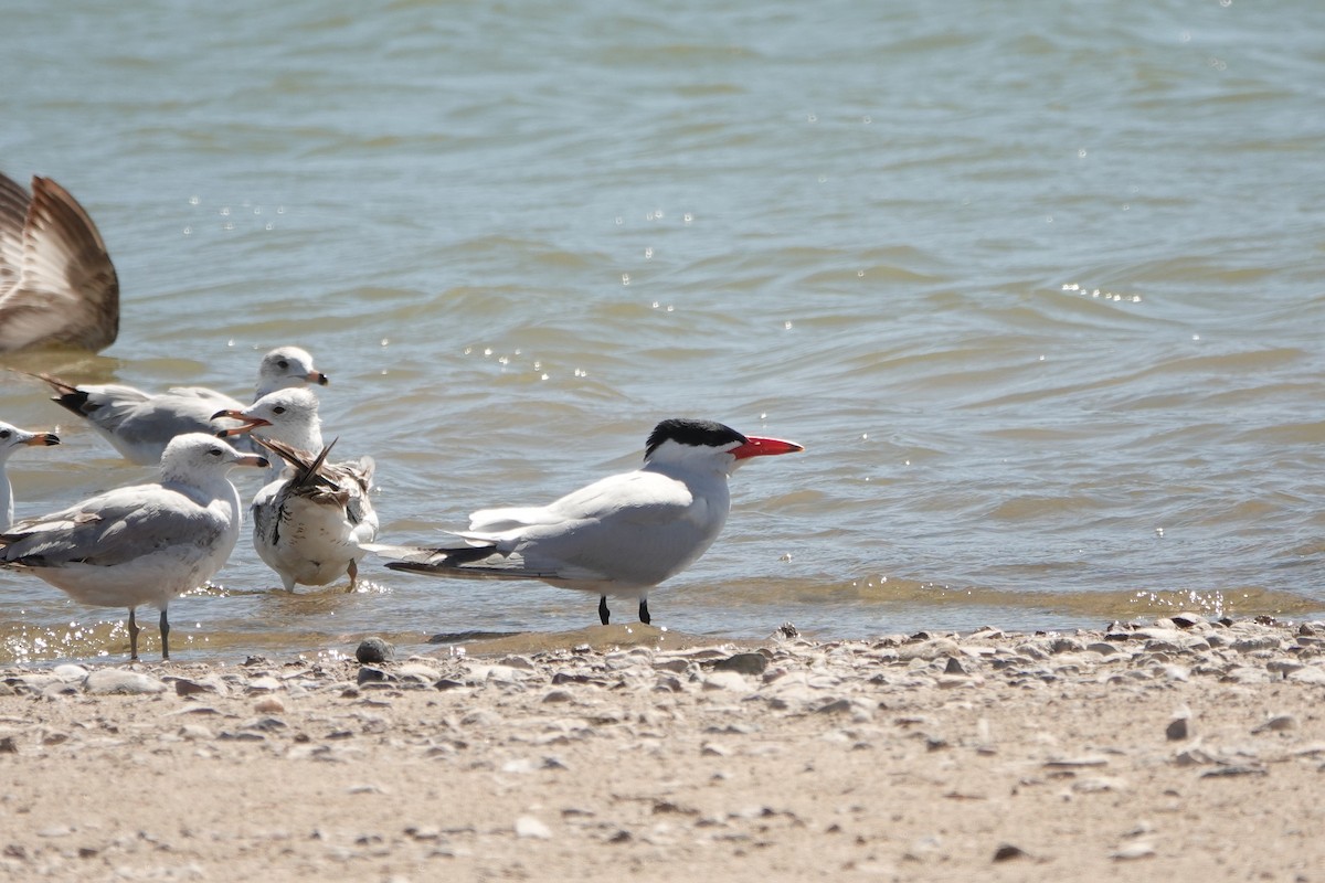 Caspian Tern - Sara Griffith