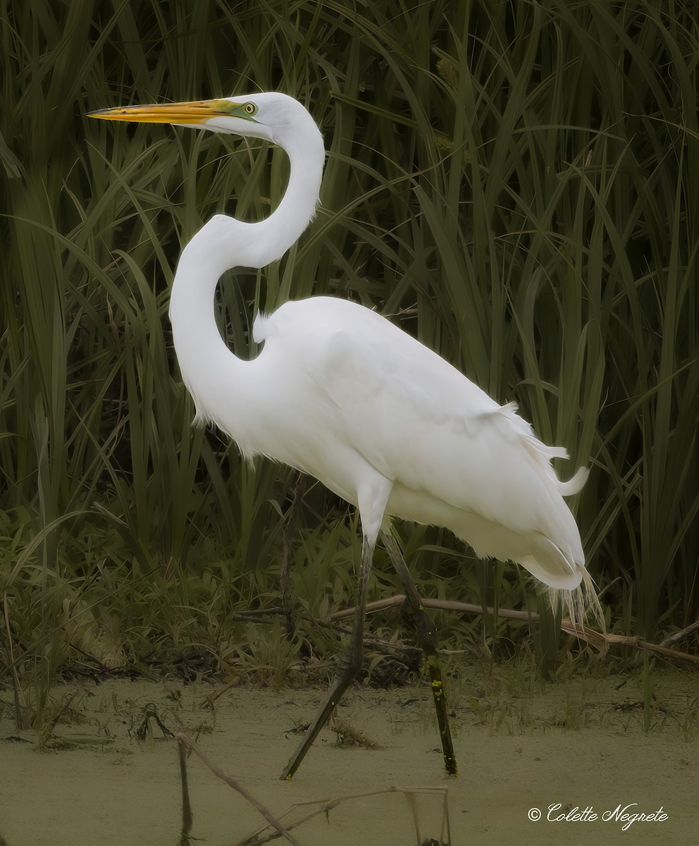 Great Egret - Colette Vranicar