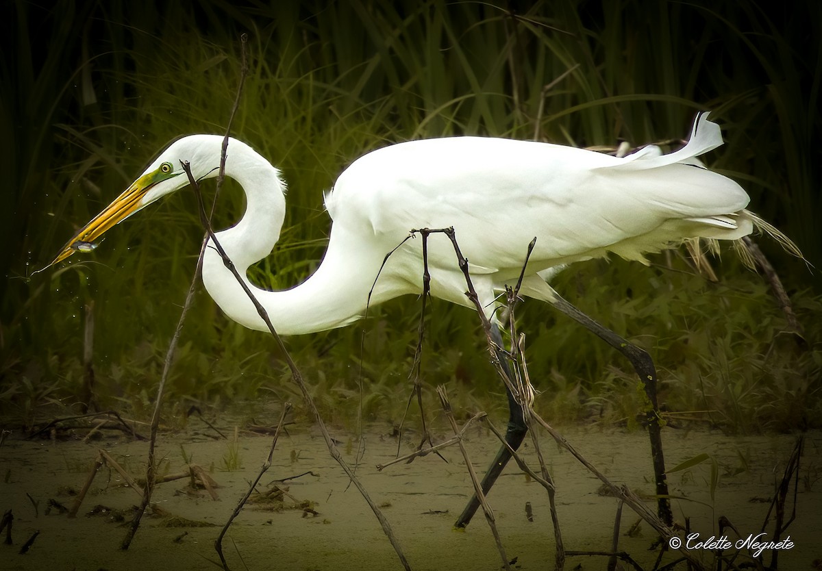 Great Egret - Colette Vranicar