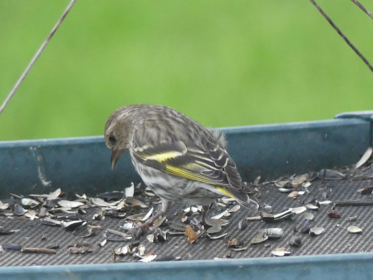 Pine Siskin - Sandra Spence