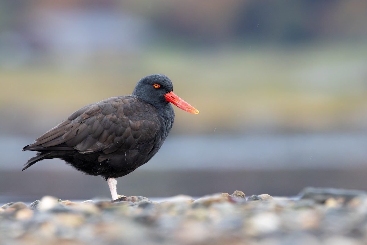 Blackish Oystercatcher - Alex Smilor