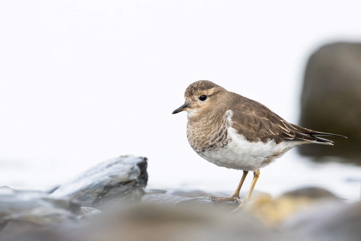 Rufous-chested Dotterel - Alex Smilor