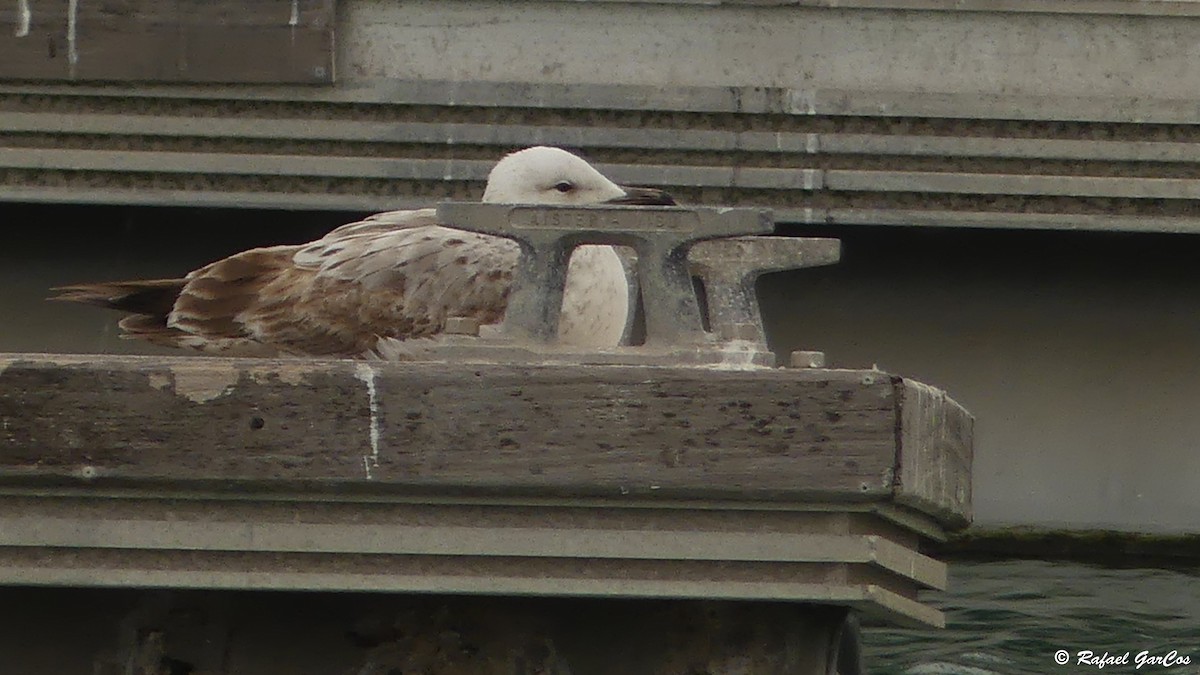 Caspian Gull - Rafael García