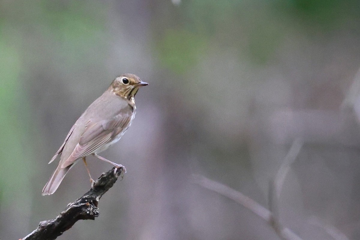 Swainson's Thrush - JOEL STEPHENS