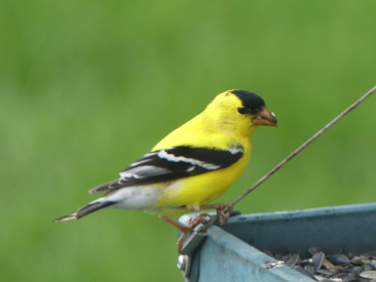 American Goldfinch - ML618078242