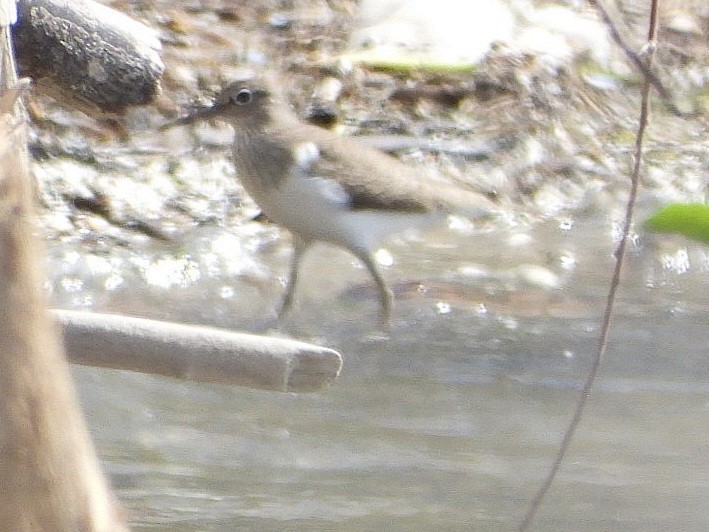 Common Sandpiper - ML618078249