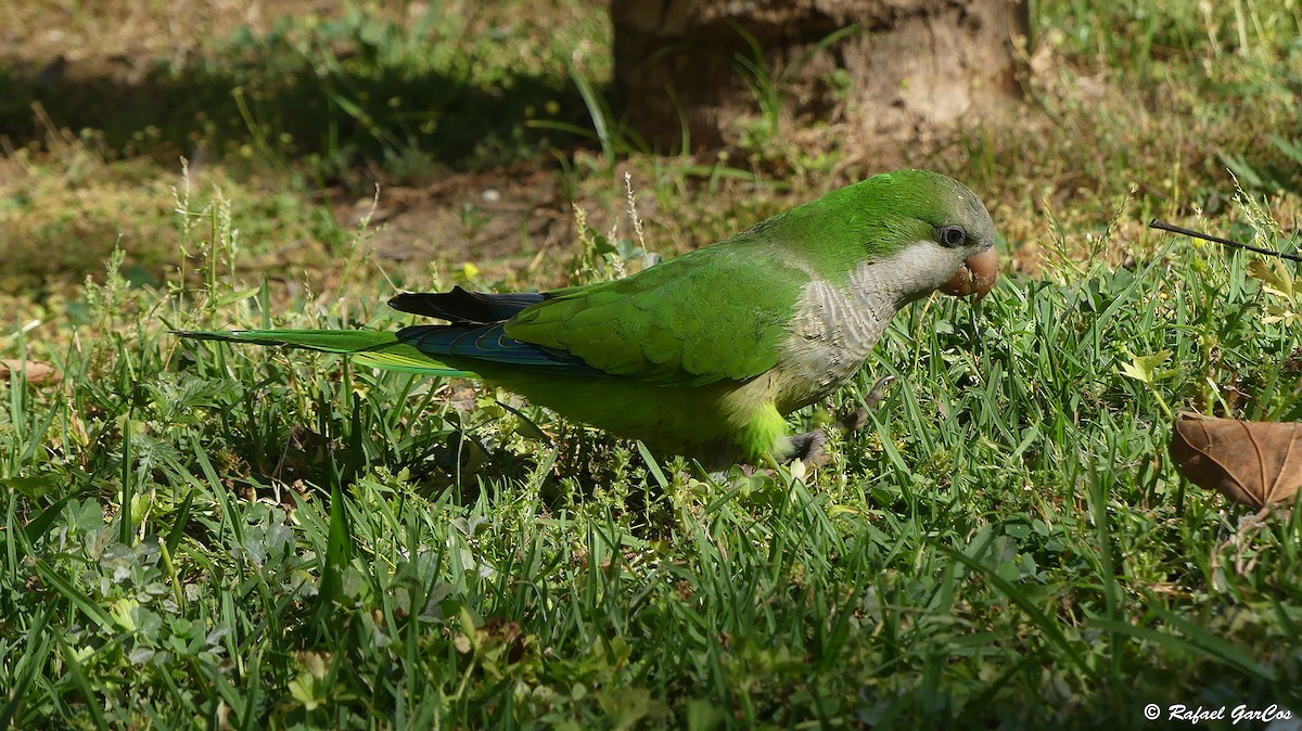 Monk Parakeet - Rafael García