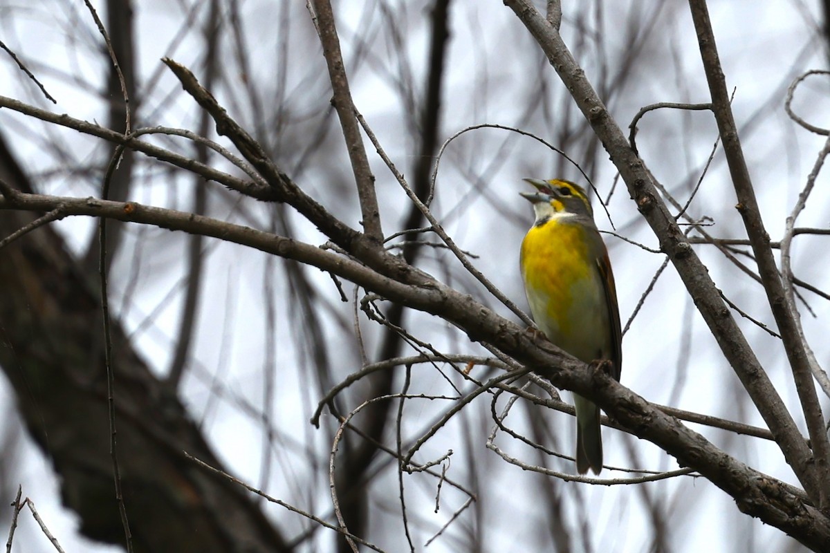 Dickcissel - JOEL STEPHENS