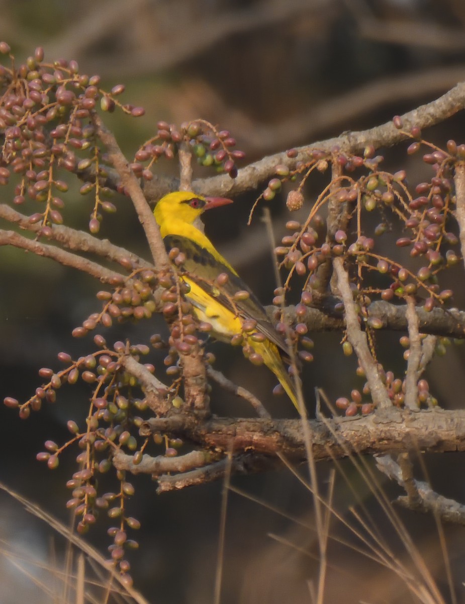 Indian Golden Oriole - ML618078287