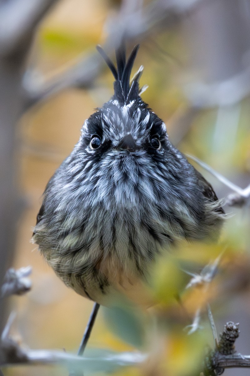 Tufted Tit-Tyrant - ML618078308