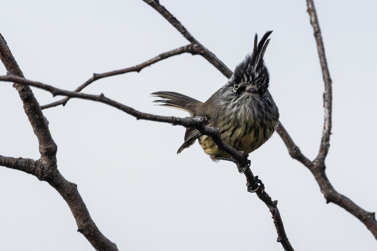 Tufted Tit-Tyrant - ML618078309