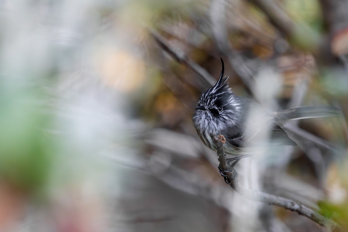 Taurillon mésange - ML618078310