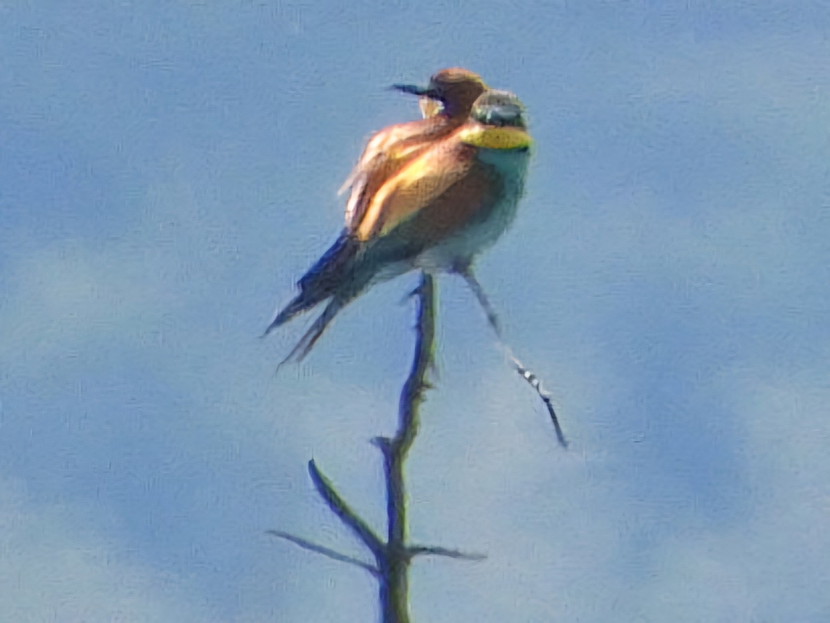 European Bee-eater - ML618078313
