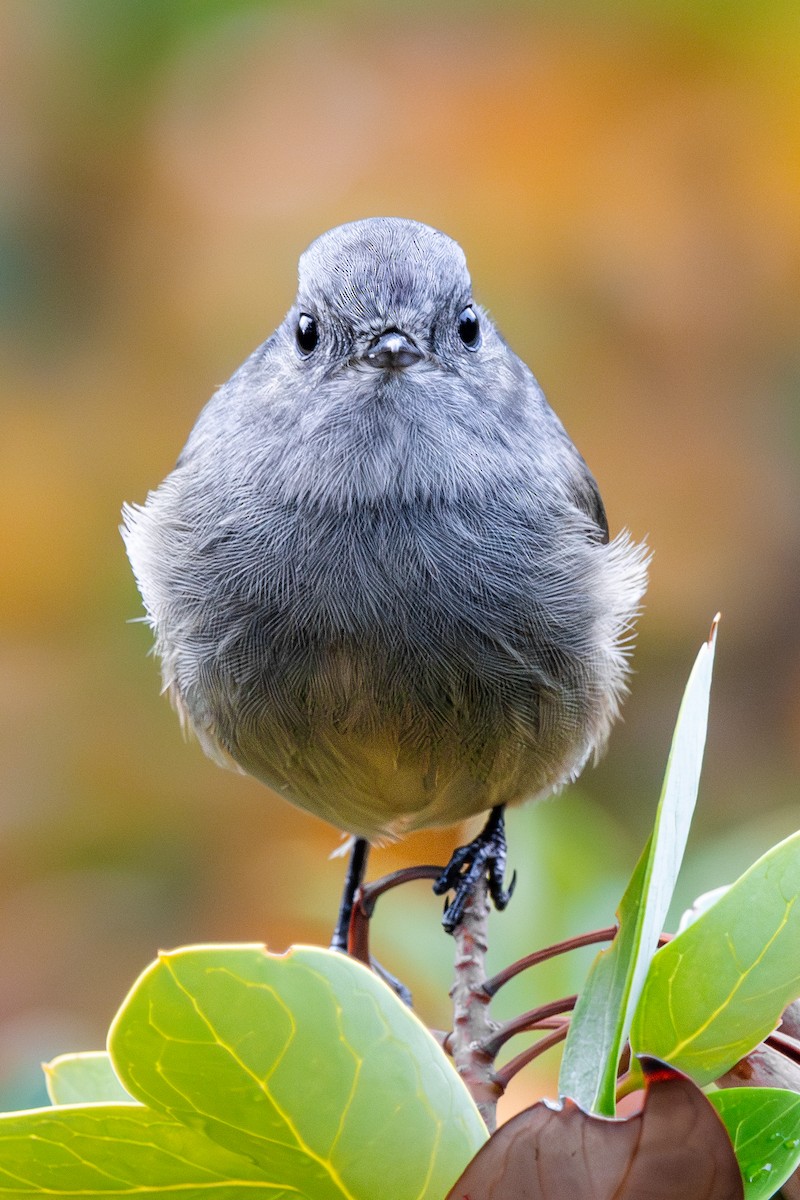 Patagonian Tyrant - ML618078331