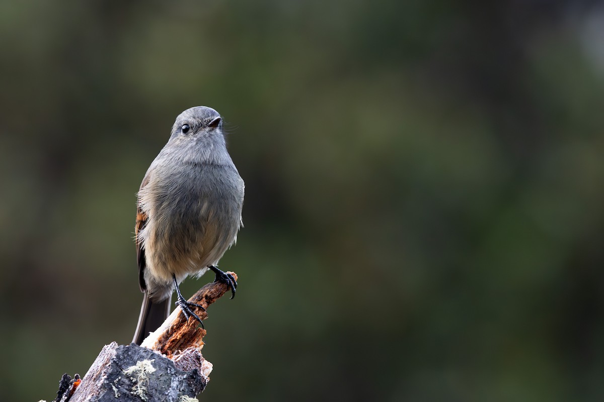 Patagonian Tyrant - ML618078332