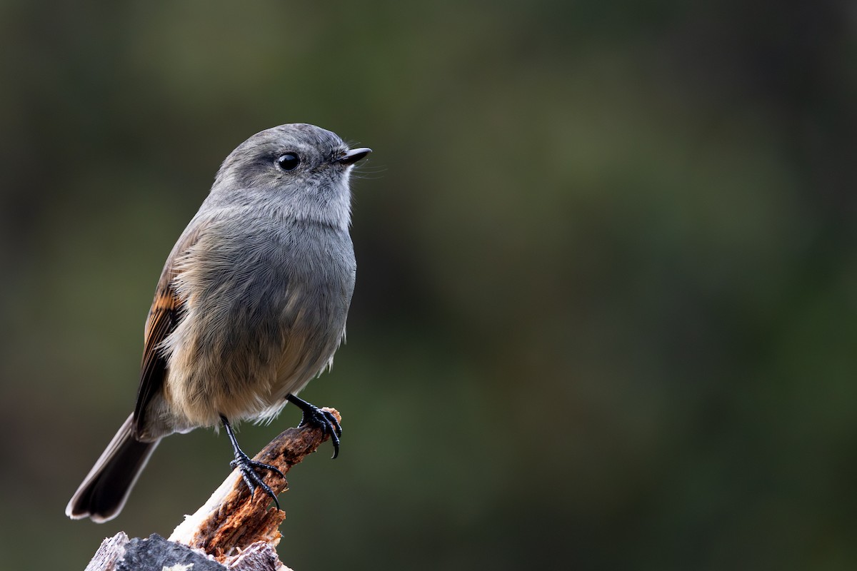 Patagonian Tyrant - ML618078333