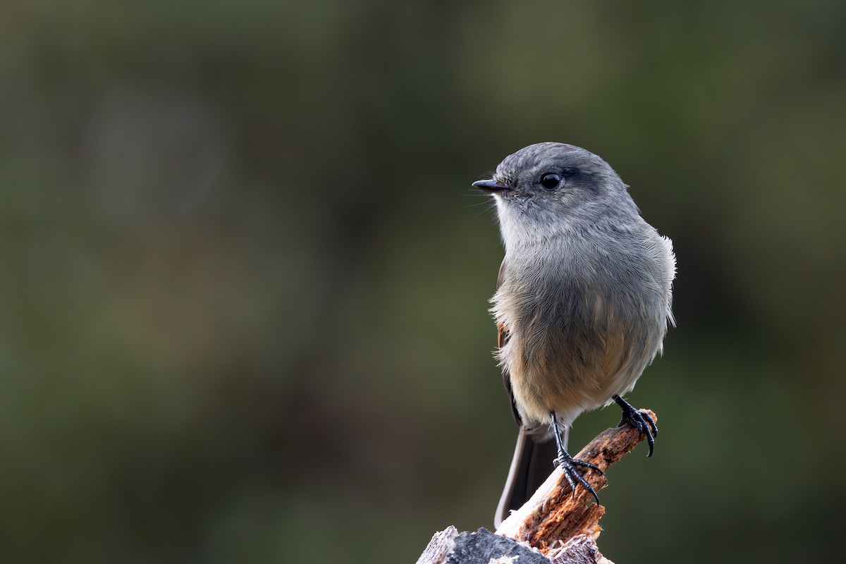 Patagonian Tyrant - ML618078334