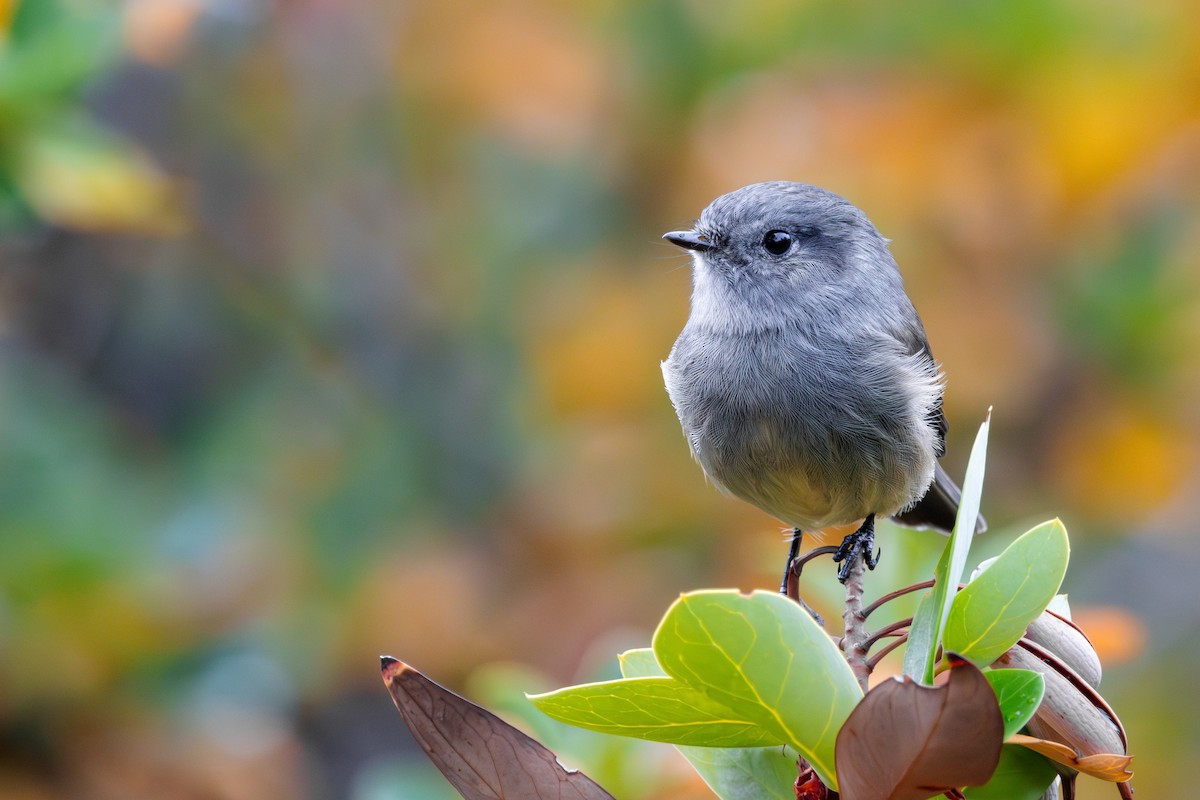 Patagonian Tyrant - ML618078336