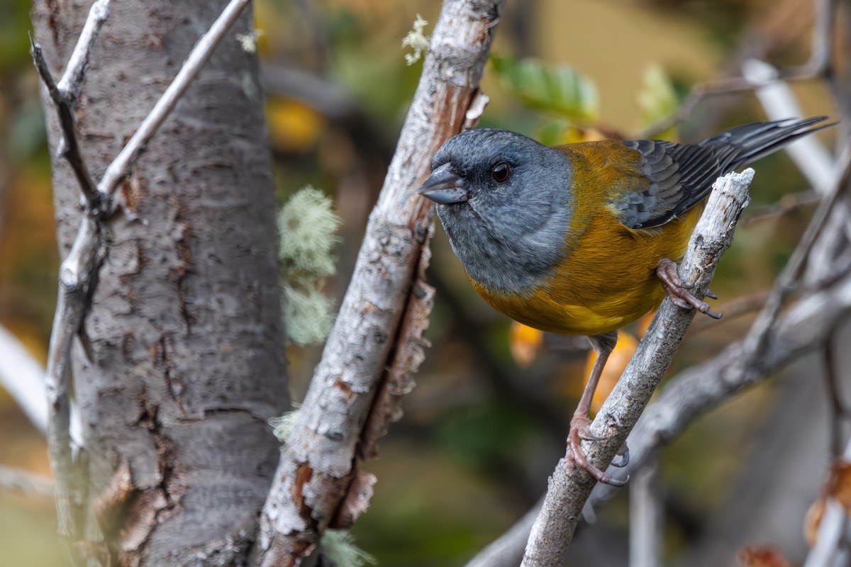 Patagonian Sierra Finch - ML618078343