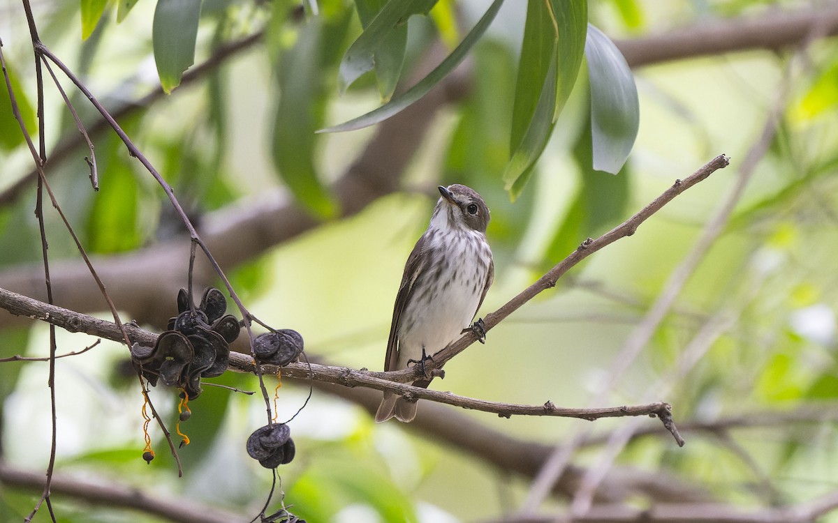 Gray-streaked Flycatcher - ML618078345