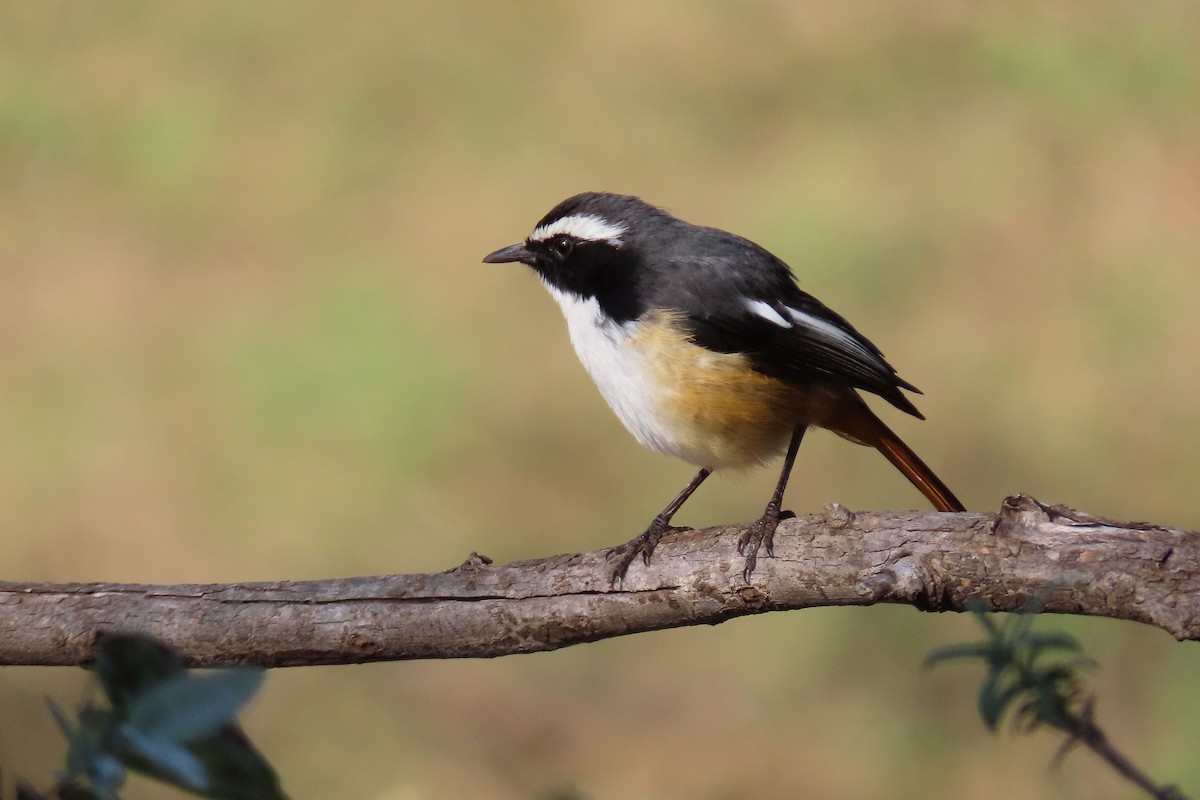 White-throated Robin-Chat - ML618078347