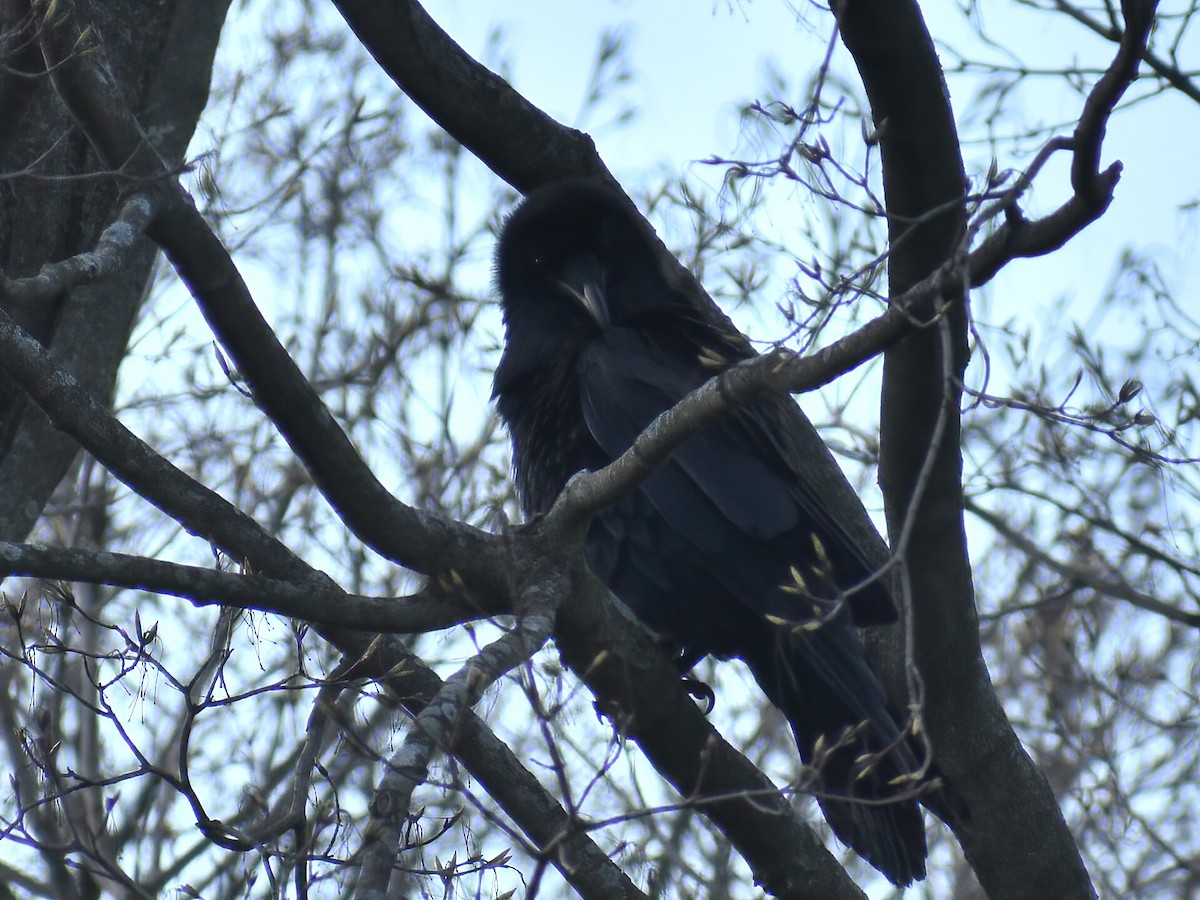 Common Raven - Patrick McGill