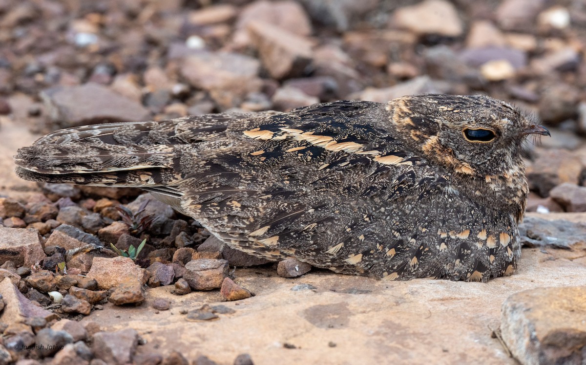 Savanna Nightjar (Northern) - Jagdish Jatiya