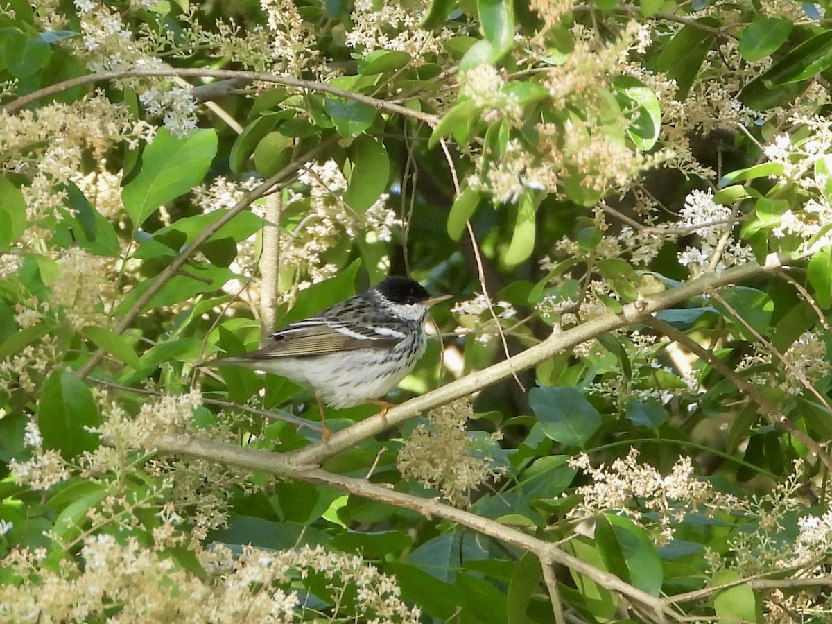 Blackpoll Warbler - Walter Calhoun