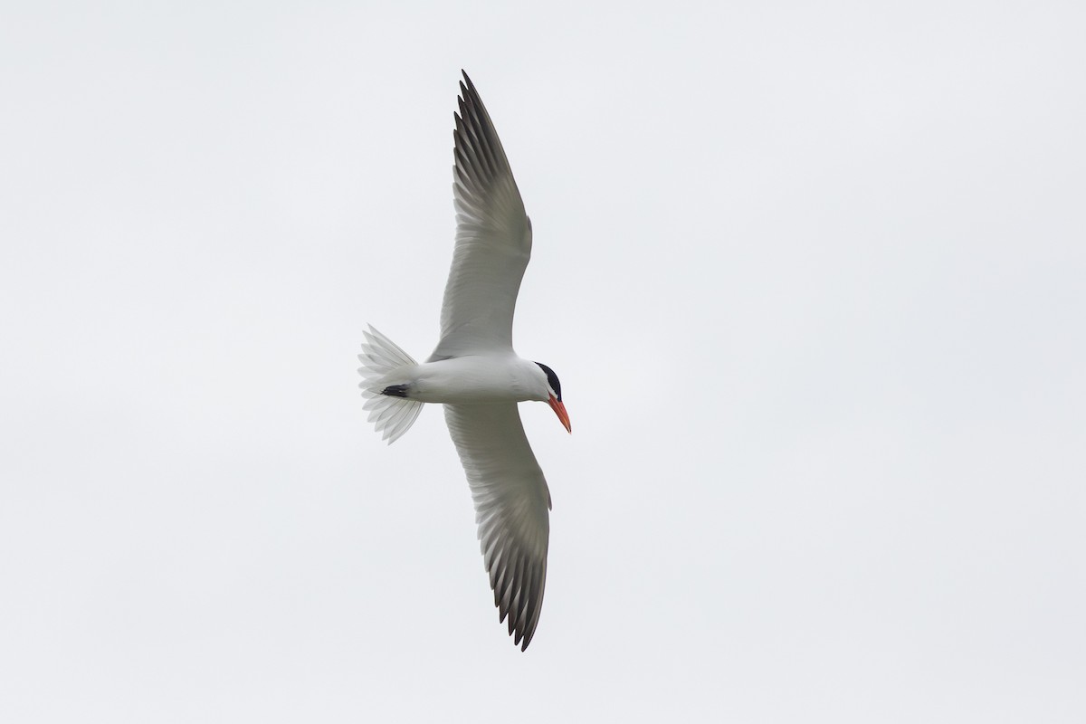 Caspian Tern - Yann Muzika