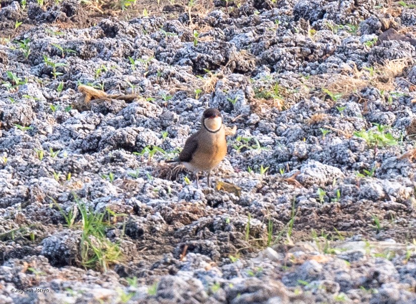 Oriental Pratincole - ML618078375