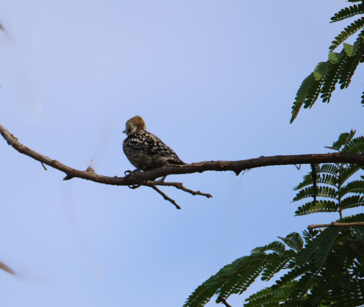 Brown-capped Pygmy Woodpecker - hari chary