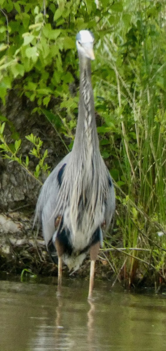 Great Blue Heron - Connee Chandler