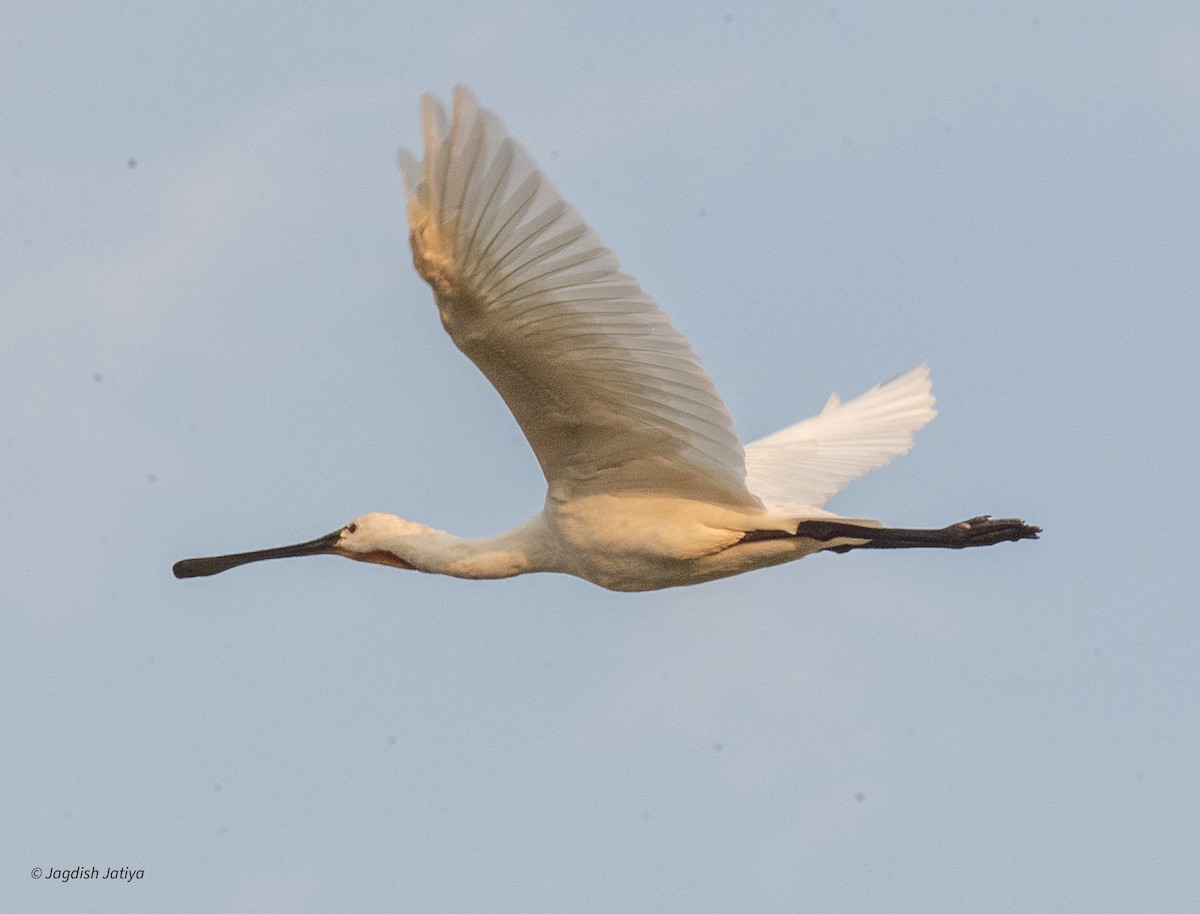 Eurasian Spoonbill - Jagdish Jatiya