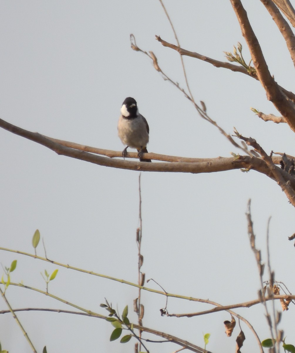 Bulbul à oreillons blancs - ML618078436