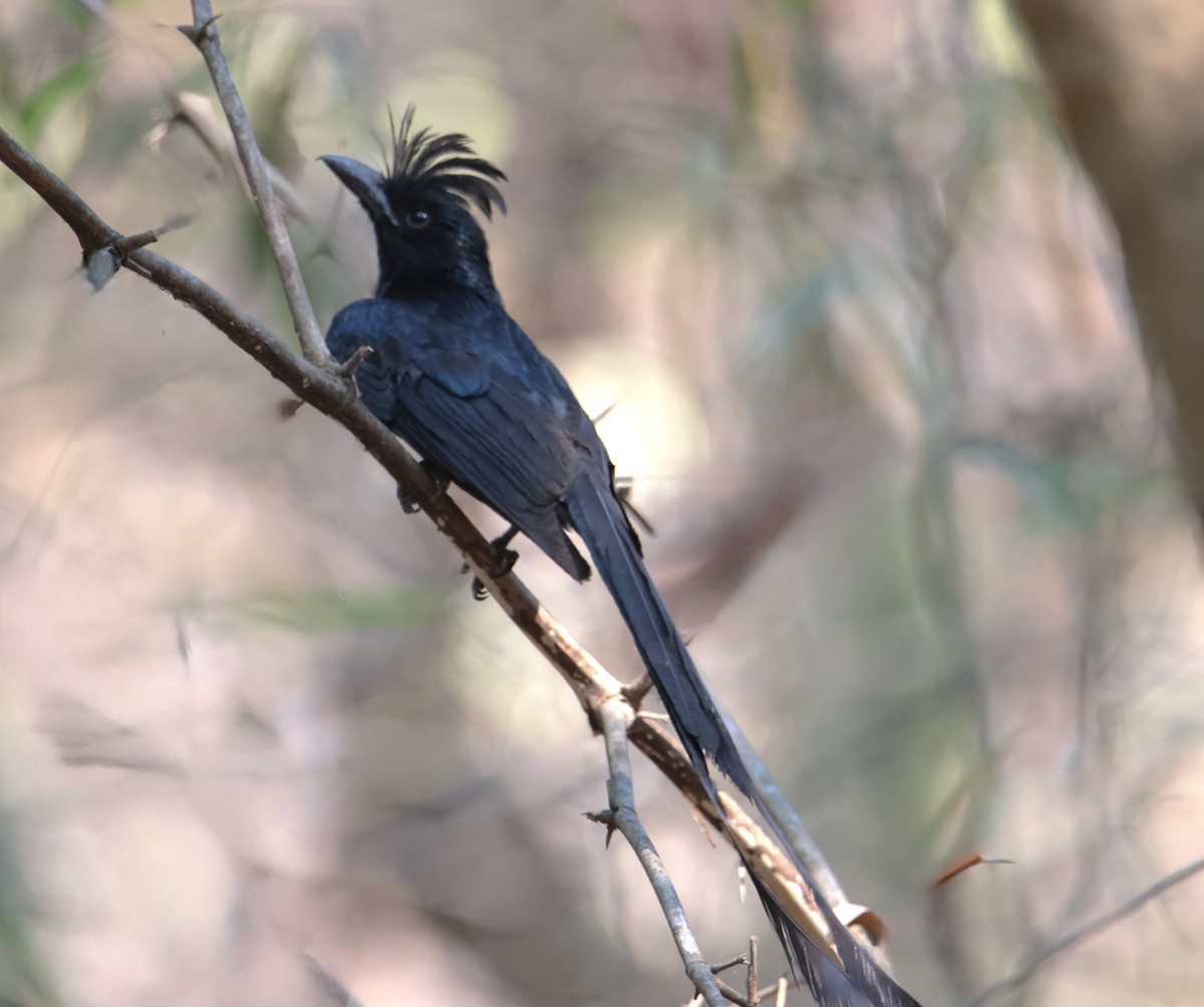 Greater Racket-tailed Drongo - hari chary