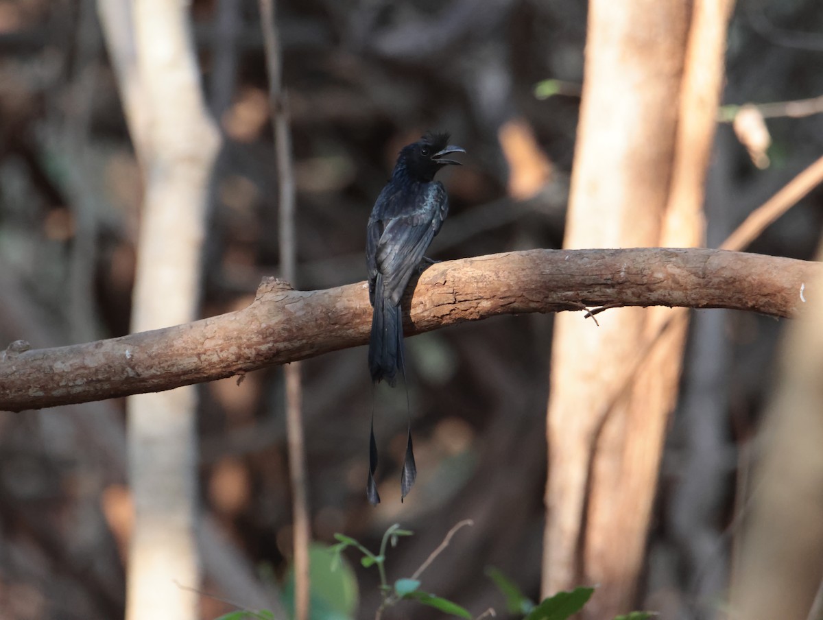 Greater Racket-tailed Drongo - hari chary